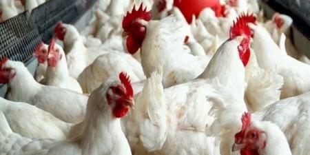 استقرار أسعار الدواجن والبيض بأسواق الوادي الجديد - الكويت الاخباري