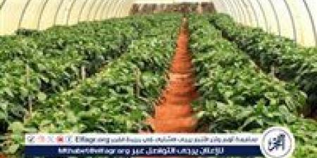 خبير: مشروع الصوب الزراعية في الفيوم طفرة إنتاجية تعادل 10 أضعاف الفدان التقليدي - الكويت الاخباري