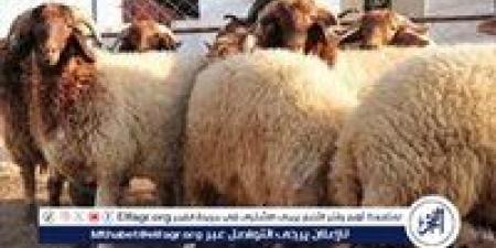 هل يجوز السلف لشراء الأضحية؟..الإفتاء تجيب - الكويت الاخباري