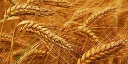 زراعة القمح..صدقة جارية وأمن غذائي اعرف الفضل والحكم الشرعي #زراعة_القمح #الاكتفاء_الذاتي #الأمن_الغذائي #الزكاة #دار_الإفتاء #السيسي #موسم_الحصاد #القمح_المصري #الزراعة_عبادة - الكويت الاخباري