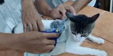 تهريب غير متوقع قطة تحمل مخدرات إلى سجن كوستاريكا فيديو - الكويت الاخباري