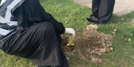 بيئة الطائف تزرع (200) شتلة بمشاركة (80) متطوعًا - الكويت الاخباري