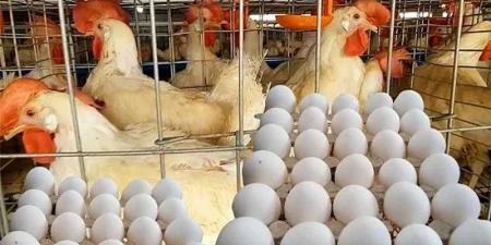 أسعار الدواجن والبيض في الأسواق اليوم السبت - الكويت الاخباري
