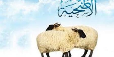 محظور فى الاضحية..يُفقدك ثوابها   #الاضحية #فضل _ذبح _الاضحية #حكم _بيع_جلد_الاضحية #ما _كيفية_ توزيع_ الأضحية_ لحمًا _وأحشاءً _وجلداً - الكويت الاخباري