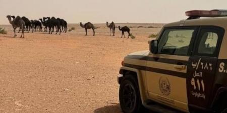 ضبط مواطن خالف نظام البيئة بالرعي في محمية - الكويت الاخباري