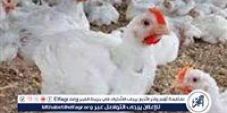 بورصة الدواجن.. أسعار الفراخ البيضاء اليوم الاثنين 26-5-2025 في قنا - الكويت الاخباري