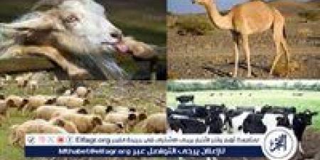عيد الأضحى المبارك.. تعرف على أسعار الأضاحي 2025 العجول والأبقار والأغنام - الكويت الاخباري