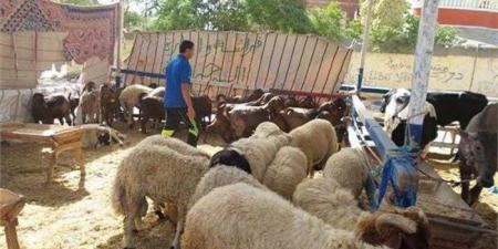 الزراعة ترفع درجة الاستعداد القصوى بجميع المجازر الحكومية لفحص الأضاحي قبل أعمال الذبيح - الكويت الاخباري