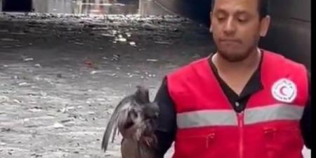 السيدة انتصار السيسي تشيد بالهلال الأحمر المصري لجهوده الإنسانية خلال عاصفة الإسكندرية - الكويت الاخباري