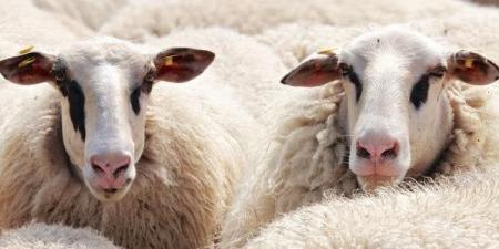 «لو ناوي تضحي».. آداب وكيفية توزيع الأضحية - الكويت الاخباري