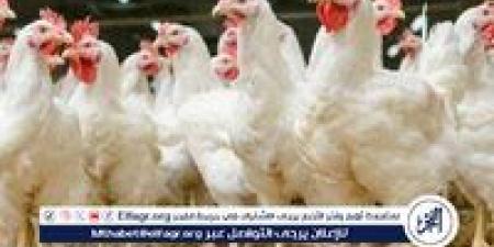 بورصة الدواجن.. أسعار الفراخ البيضاء اليوم الاثنين 2-6-2025 في قنا - الكويت الاخباري