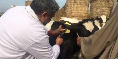 بيطري دمياط: تطعيم أكثر من 64 ألف رأس ماشية ضد الحمى القلاعية والوادي المتصدع - الكويت الاخباري