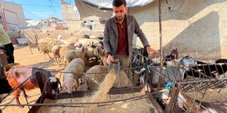 ارتفاع الأسعار وشحّ المواشي يحولان الأضاحي إلى مشهد رمزي في غزة - الكويت الاخباري