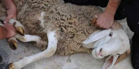 هل يجوز بيع شيء من الأضحية أو إعطاء الجزار جلدها كأجر؟.. «الإفتاء» تجيب - الكويت الاخباري