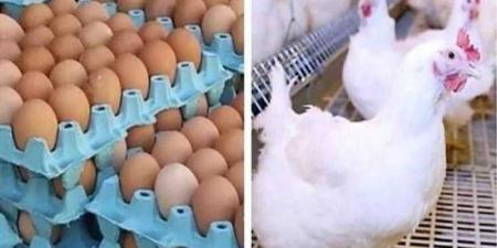 أسعار الدواجن والبيض في الأسواق اليوم الخميس - الكويت الاخباري