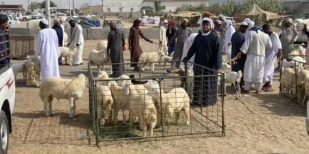15 % ارتفاع في أسعار الأضاحي لزيادة الطلب - الكويت الاخباري