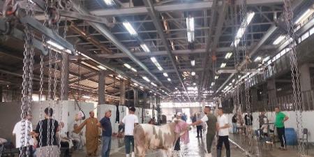 الزراعة: المجازر الحكومية استقبلت أكثر من 20 ألف أضحية بأول يومين لعيد الأضحى - الكويت الاخباري