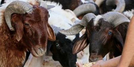 الأضحى الذكى: كيف تجعل الأجهزة المنزلية العيد أكثر سهولة؟ - الكويت الاخباري