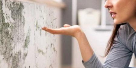العفن المنزلي مخاطر صحية ونصائح وقائية - الكويت الاخباري
