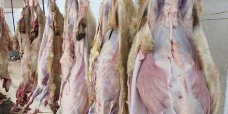 ضبط 663 ذبيحة مهربة من أضاحي الحج - الكويت الاخباري