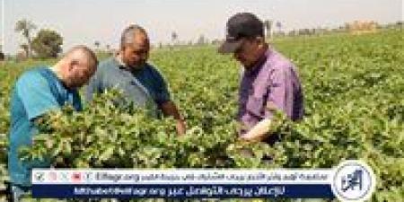 لرفع إنتاجية الذهب الأبيض.. ندوة إرشادية موسعة لمزارعي القطن ببني سويف - الكويت الاخباري