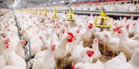 الفراخ البيضاء بكام؟.. أسعار الدواجن والبيض اليوم السبت 14 يونيو 2025 - الكويت الاخباري