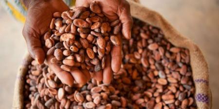 تفاؤل بين مزارعي الكاكاو في غانا بمحصول وفير بعد تحسن الطقس - الكويت الاخباري