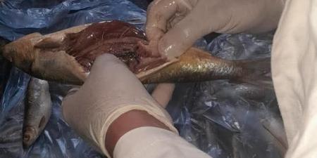 الطب البيطري بالغربية يضبط أكثر من طن منتجات فاسدة بزفتى والسنطة - الكويت الاخباري