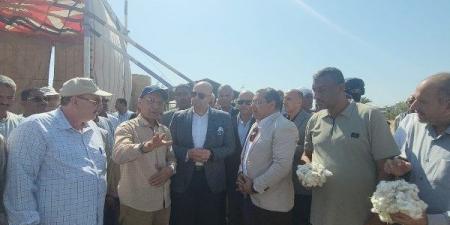 فتح في غيطان الصعيد.. الزراعة تكشف إجمالى المساحات المنزرعة بالقطن على مستوى الجمهورية - الكويت الاخباري