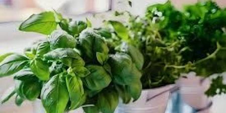 رخيصة الثمن وفوائدها مذهلة.. نبتة تخفّض ضغط الدم وتقي من السرطان - الكويت الاخباري