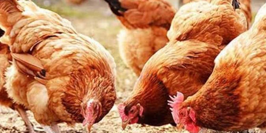 هل انخفض سعر كيلو الفراخ وكرتونة البيض؟.. مفاجأة للمواطنين - الكويت الاخباري