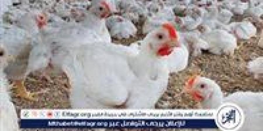 بورصة الدواجن.. أسعار الفراخ البيضاء اليوم الجمعة 2-5-2025 في قنا - الكويت الاخباري