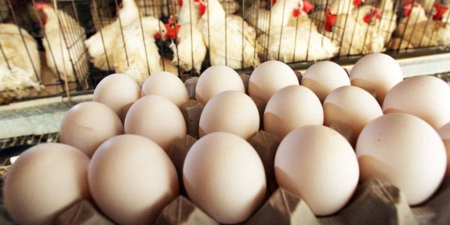 بورصة الدواجن.. أسعار الفراخ اليوم السبت 3 مايو 2025 - الكويت الاخباري
