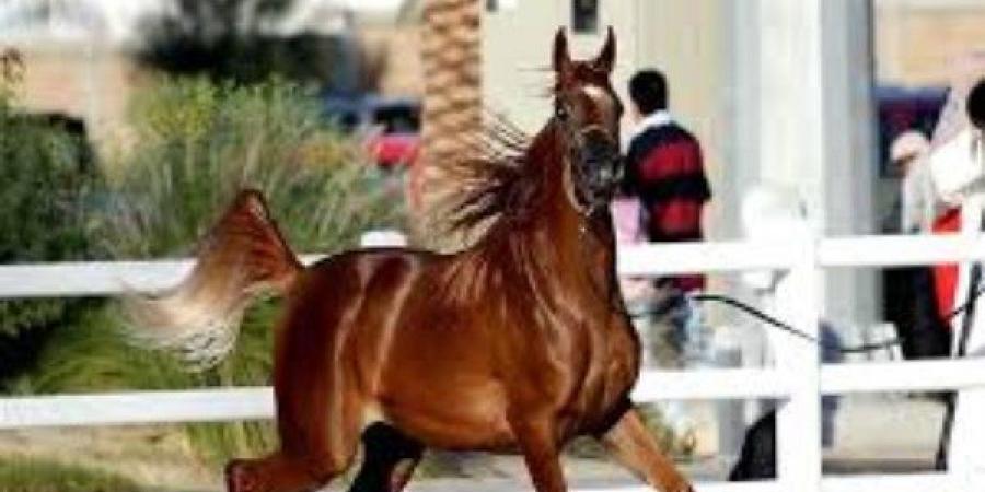 للحفاظ على السلالات النادرة.. مشروع قومي لتطوير محطة الزهراء للخيول - الكويت الاخباري