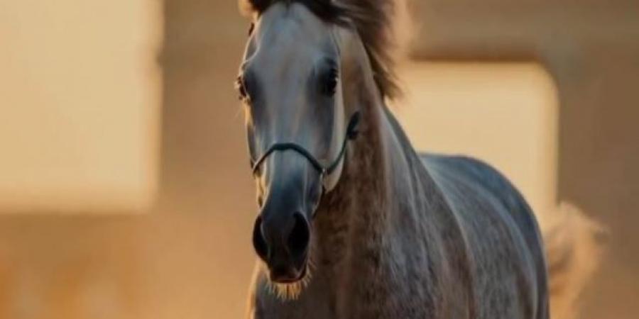 الرئيس السيسي يشاهد فيلما تسجيليا عن الحصان نظير عميد عائلة الخيول الملكية - الكويت الاخباري