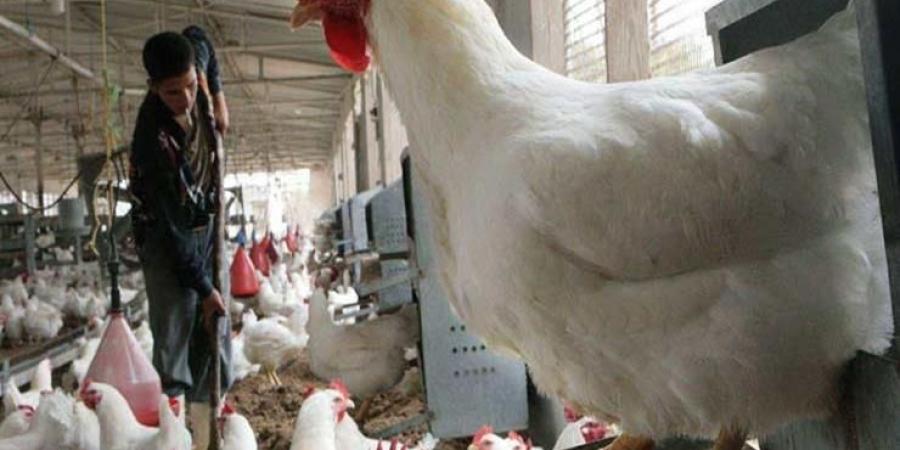 أسعار الدواجن اليوم الثلاثاء 6-5-2025 - الكويت الاخباري