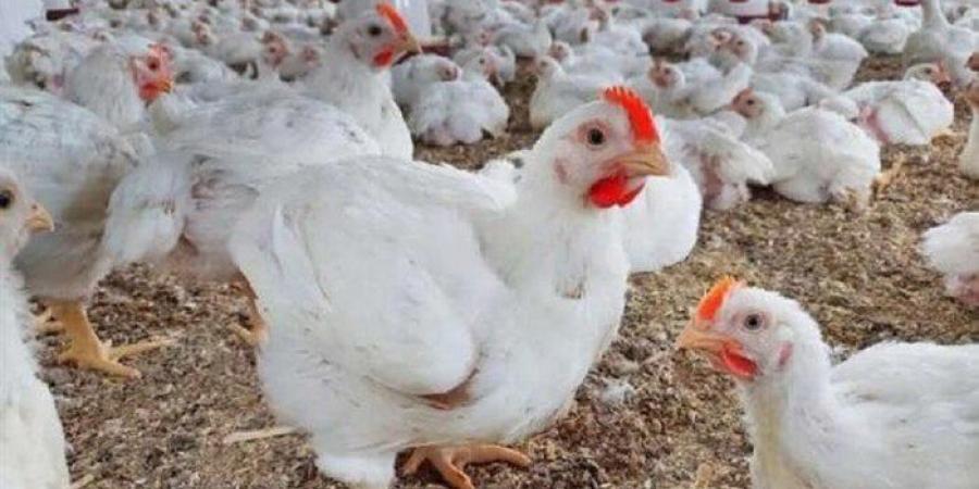 أسعار الدواجن والبيض اليوم الثلاثاء 6 مايو 2025 - الكويت الاخباري