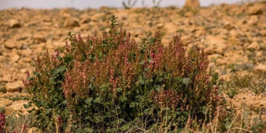مشروع لتقدير الاحتياجات المائية للنباتات البرية - الكويت الاخباري