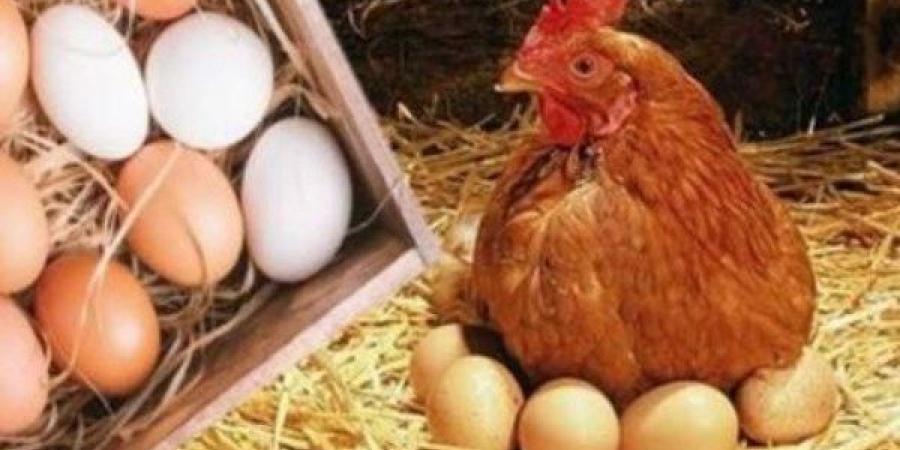 تراجع أسعار الدواجن اليوم الأربعاء.. ومفاجأة فى ثمن البانيه - الكويت الاخباري