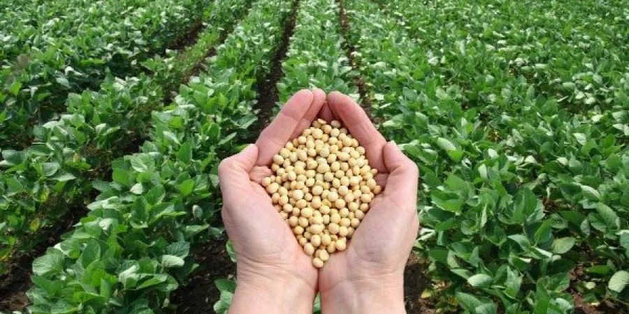 الموالح المصرية تتصدر الأسواق العالمية.. متحدث الزراعة يوضح الأسباب - الكويت الاخباري