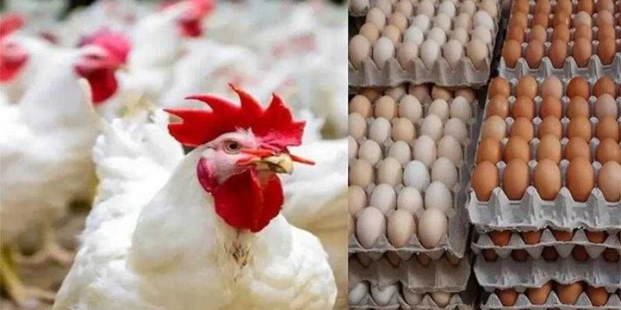 أسعار الدواجن والبيض في الأسواق اليوم الجمعة - الكويت الاخباري
