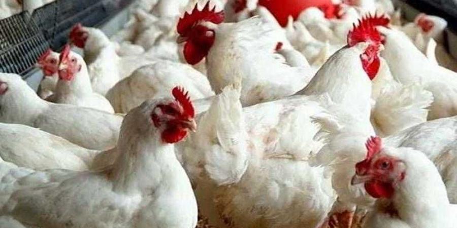 أسعار الدواجن والبيض في الأسواق اليوم السبت - الكويت الاخباري