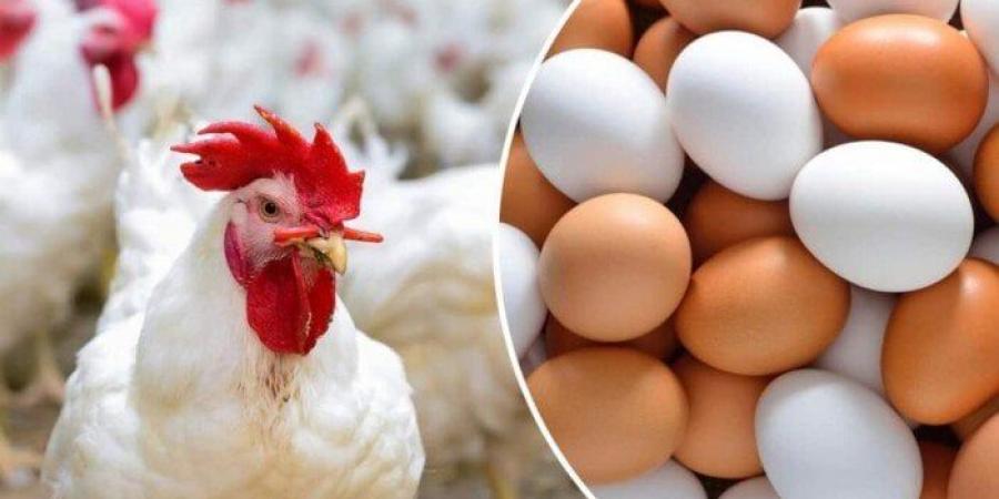 الفراخ البيضاء بكام؟.. أسعار الدواجن والبيض اليوم السبت 10 مايو 2025 - الكويت الاخباري
