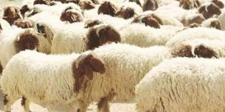 لو حتذبح بنفسك.. كيفية وشروط ذبح الأضحية - الكويت الاخباري