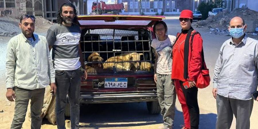 جهاز بدر يبدأ فى حل رعب المواطنين من الكلاب بالتعاون مع مجلس الأمناء.. صور - الكويت الاخباري