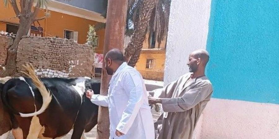 بيطرى أسوان: تحصين 40 ألف رأس ماشية ضد الحمى القلاعية والوادى المتصدع - الكويت الاخباري