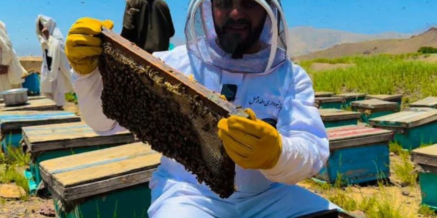 الذهب الحلو.. صناعة العسل في أفغانستان تزدهر رغم التحديات - الكويت الاخباري