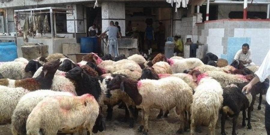 التموين تخصص شوادر للأضاحي ابتداء من 20 مايو بأسعار أقل من السوق.. فيديو - الكويت الاخباري