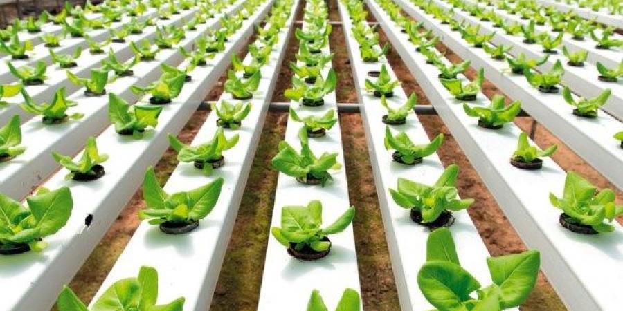 الأردن يطلق وحدة للذكاء الاصطناعي في وزارة الزراعة لتعزيز الإنتاج والتنبؤ بالمخاطر - الكويت الاخباري