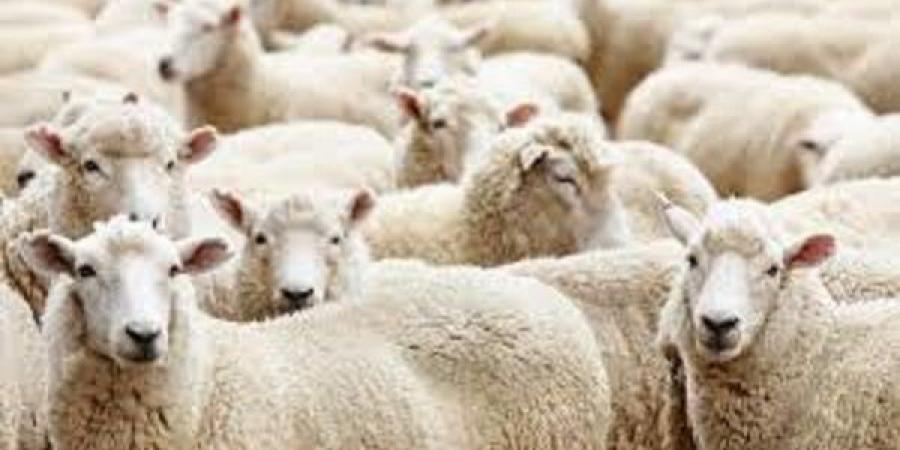 منها الامساك عن الاخذ من الشعر والاظافر..16 معلومة عن الاضحية #الاضحية #سن_الاضحية #معلومات_عن_الاضحية #الاضحية_سنة_مؤكدة #شروط الاضحية - الكويت الاخباري